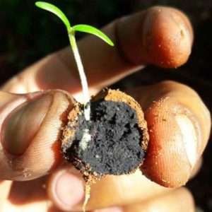 They are exactly what they sound like – a seed inside a ball of charcoal dust, combined with a nutritious and water-soluble binding material. This is the newest innovative method of inexpensively and efficiently distributing seeds on a mass level. The charcoal coating protects the seeds from rodents, birds, insects, and extreme temperatures until water from the surrounding environment seeps into the ball and stimulates germination. You’ll find them throughout Kenya being distributed on the ground and from the air. This method of seeding is so easy and simple that the delivery instructions regarding seedballs are to “just throw and grow”. Even if the current climate is dry, the seedballs’ biochar coating safeguards the seeds until the heavy rains come and then turns into a moist medium helping the seed to germinate. What an easy and brilliant way to bring new life to our fields and forests.