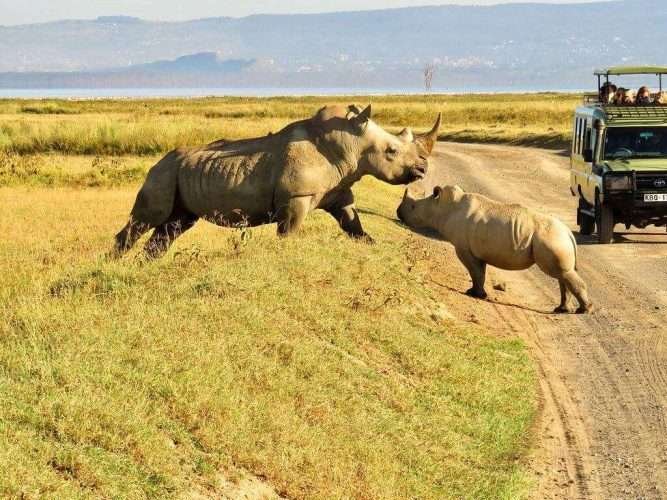 Ol pejeta conservancy