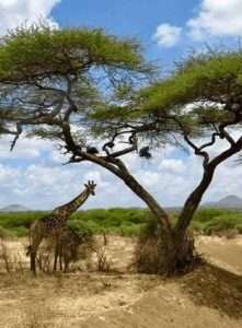Giraffe seen on an Aether safari collection safari tour to Tsavo West National Park in Kenya