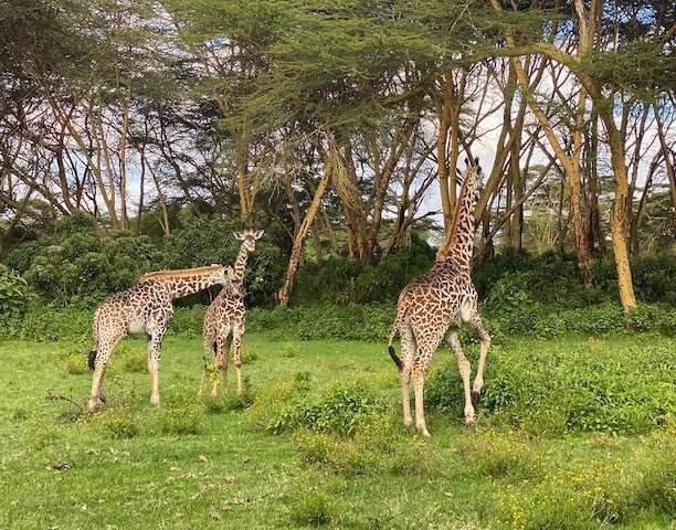 Giraffe