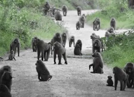 Ol Kinyei Conservancy Nairobi National Park