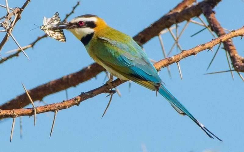 about kenya safari
