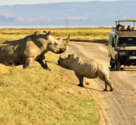 amboseli kenya 14
