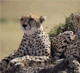 amboseli kenya 3