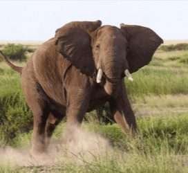 amboseli kenya 4