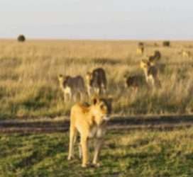 amboseli kenya 5