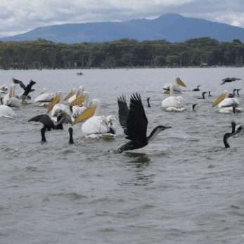 lake bogoria
