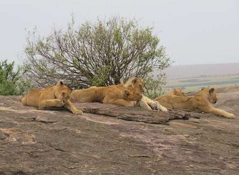 lion cubs
