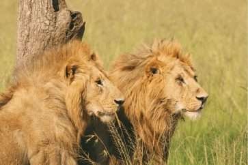 lions