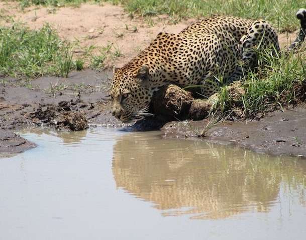 maasai mara
