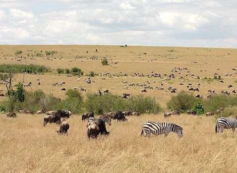 masai mara 4