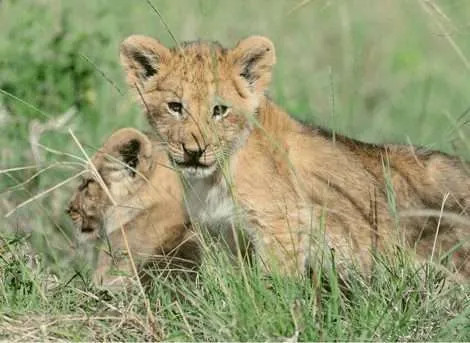 Lion cubs in green grass