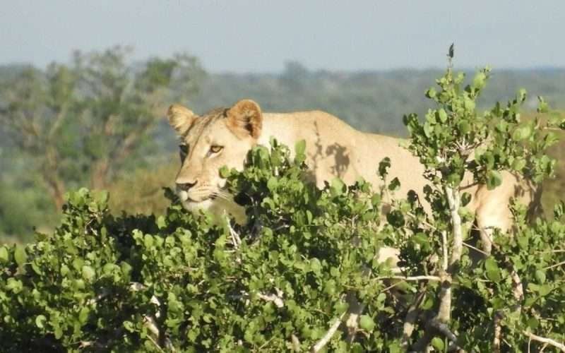 safari guide