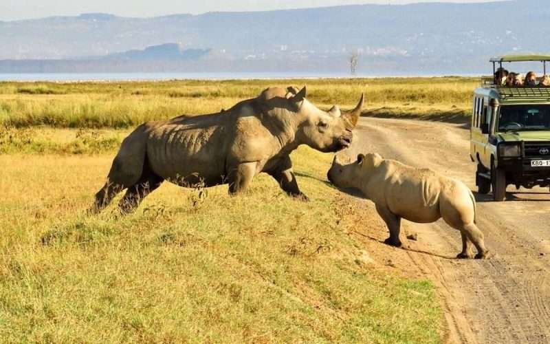 Ol pejeta conservancy1