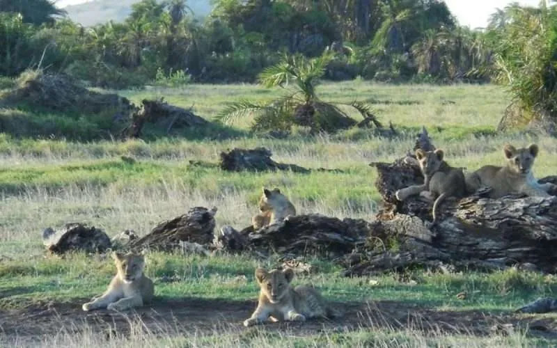 Baby lions