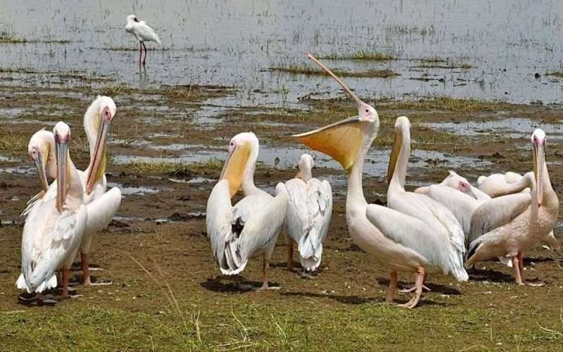 birds Lake Nakuru National Park scaled