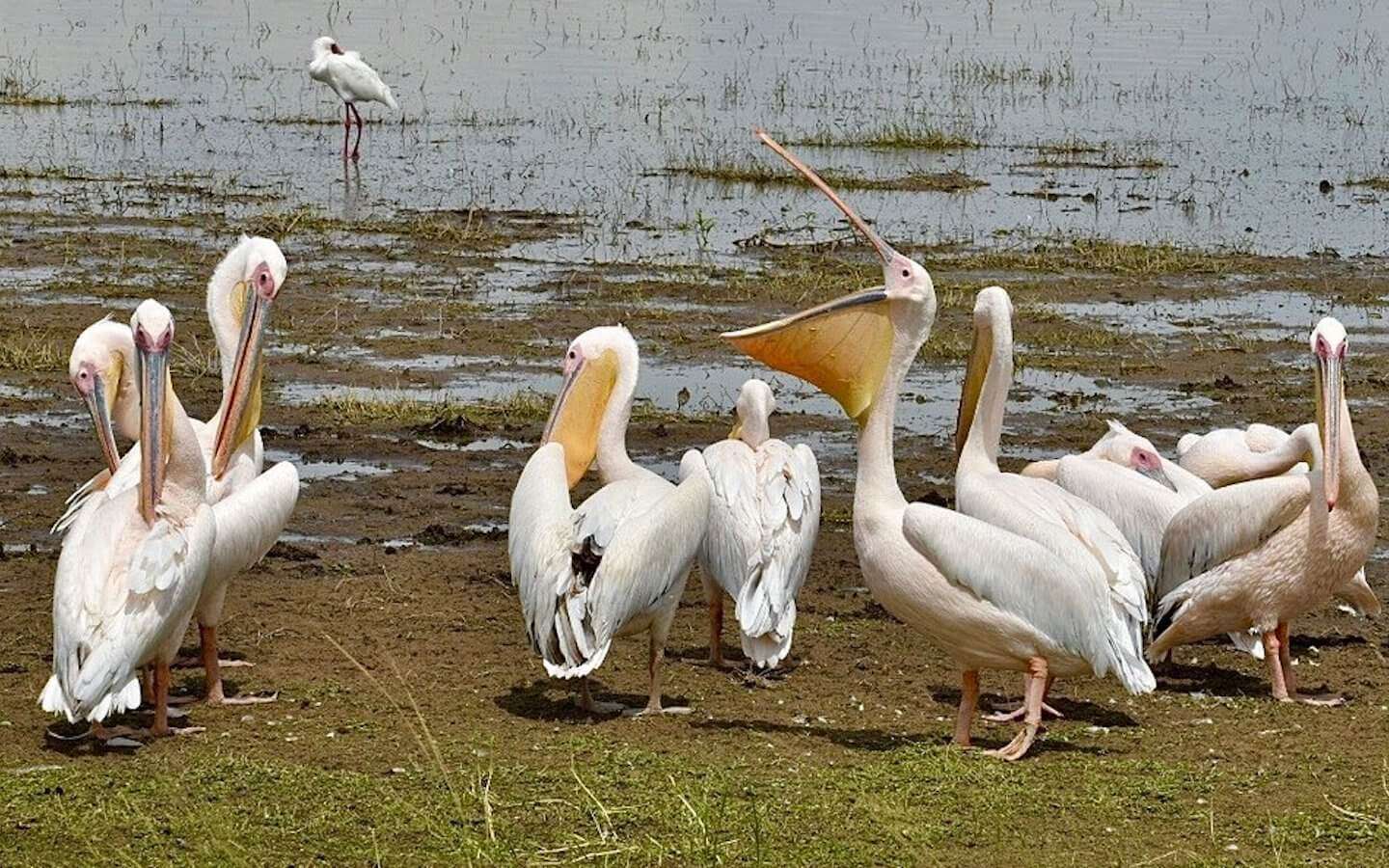 Birds Lake Nakuru National Park