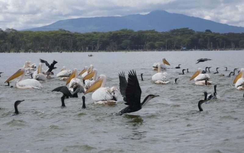 lake naivasha day trip