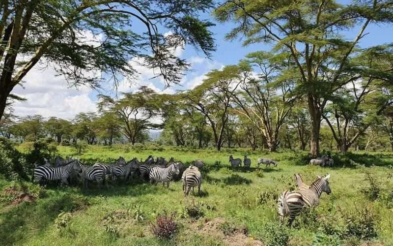Zebras at lake Nakuru national park Kenya