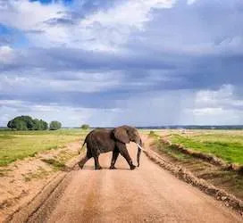 Elephant at Amboseli national Park Kenyajpg