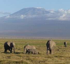 Elephants and views of Mount Kilimanjaro at Amboseli national Park Kenya 2a