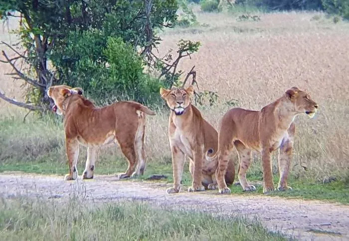 Lions at Nairobi National Park Kenya