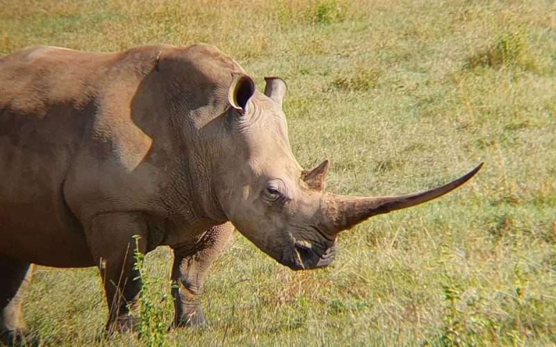 Rhino at Nairobi National Park kenya2