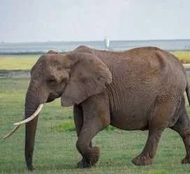 Elephant