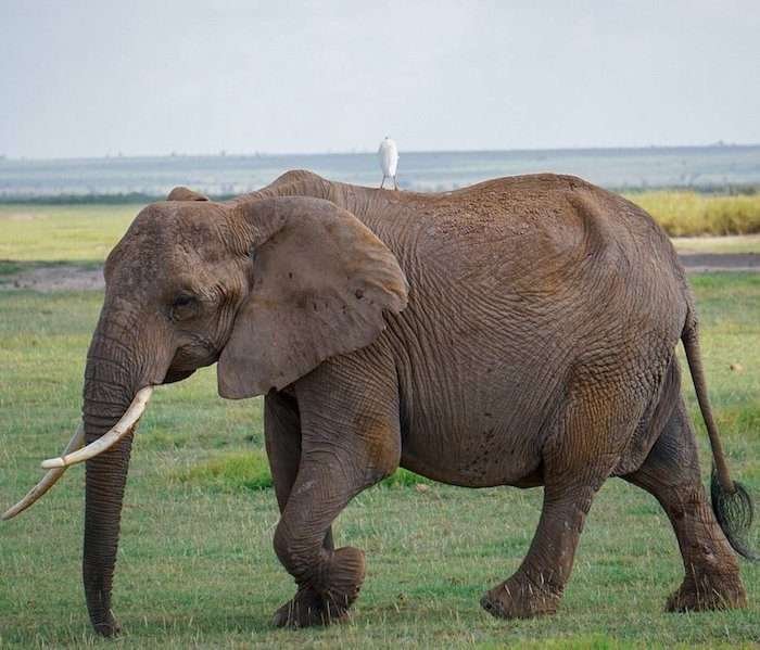 elephant1