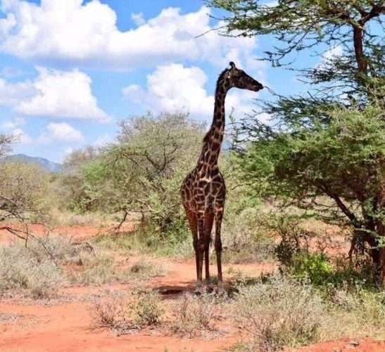 giraffe1