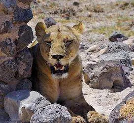 Lion