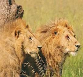lions1