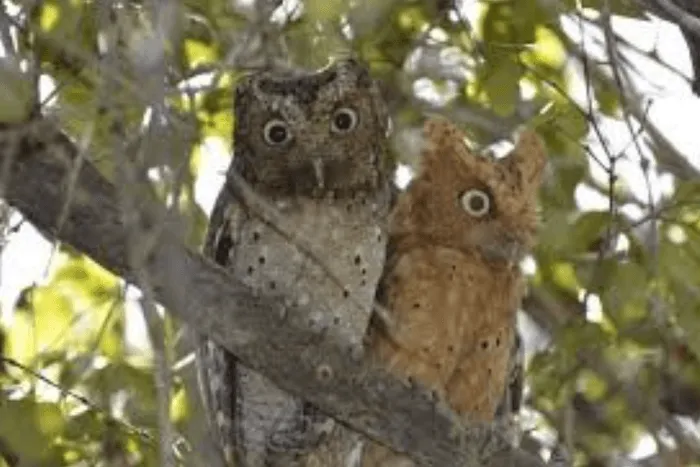 Two scops owls roosting in a tree