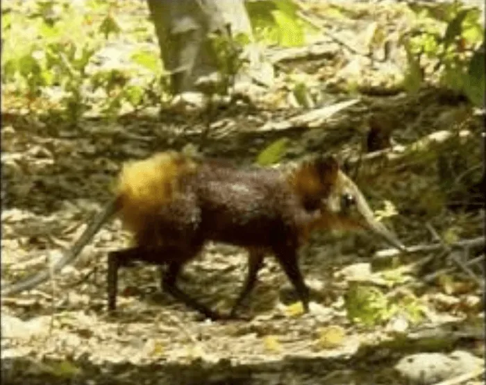 Small forest mammal moving through dense undergrowth