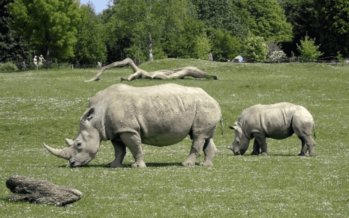 image003 4