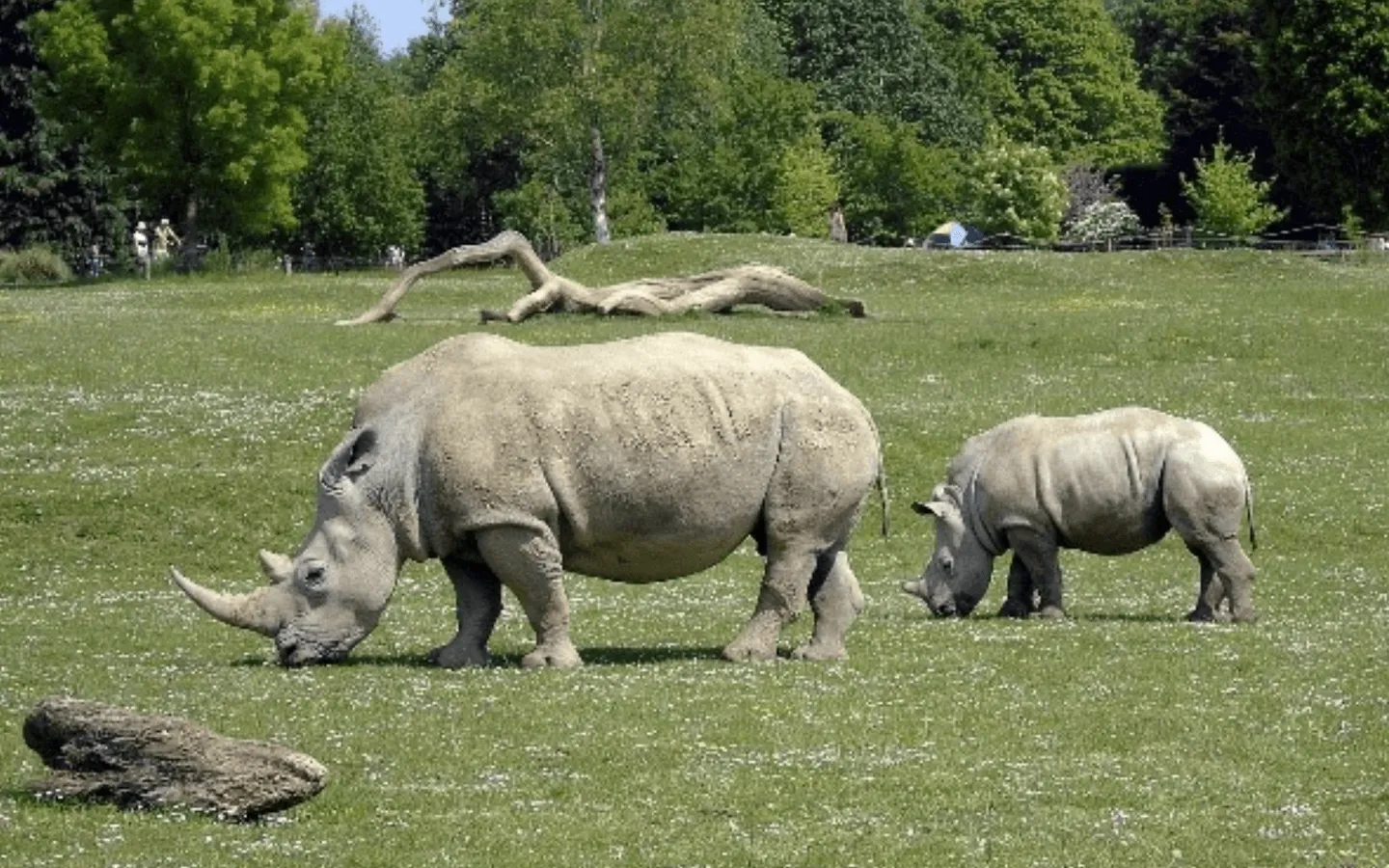 White rhinos grazing with a calf on open grass