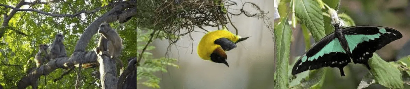Forest bird and a swallowtail butterfly