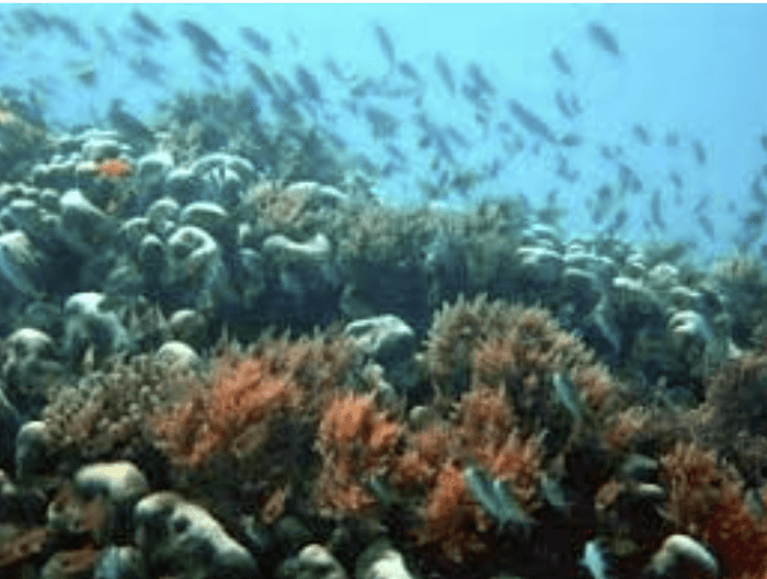 Coral reef with fish in Ksite Mpunguti Marine Park