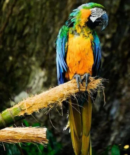 Parrots