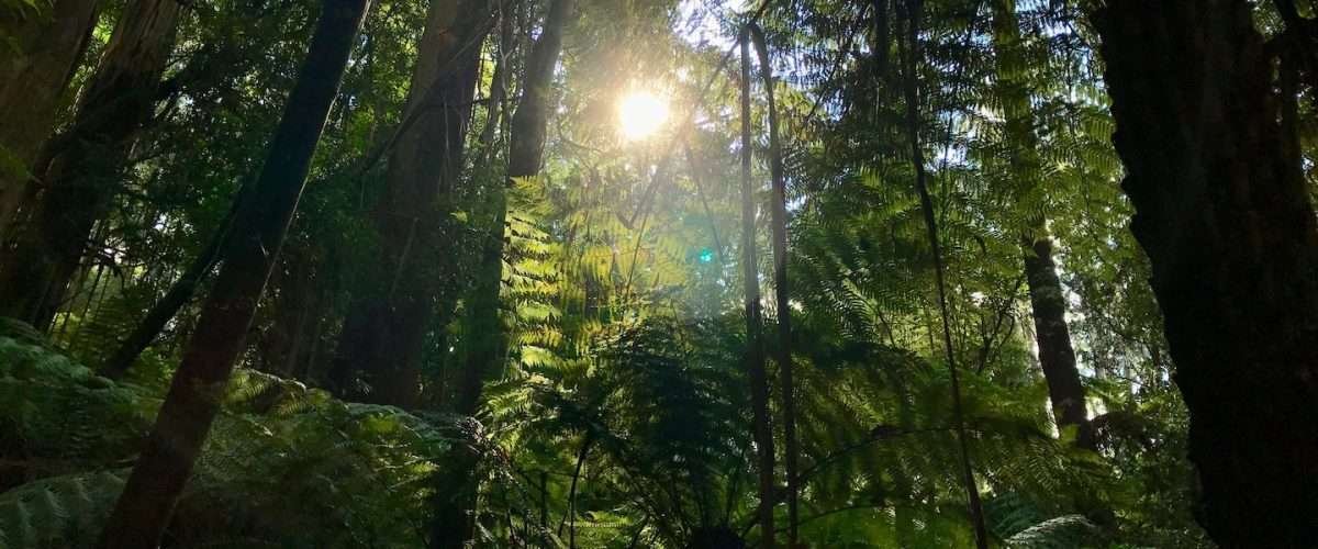 rain forest