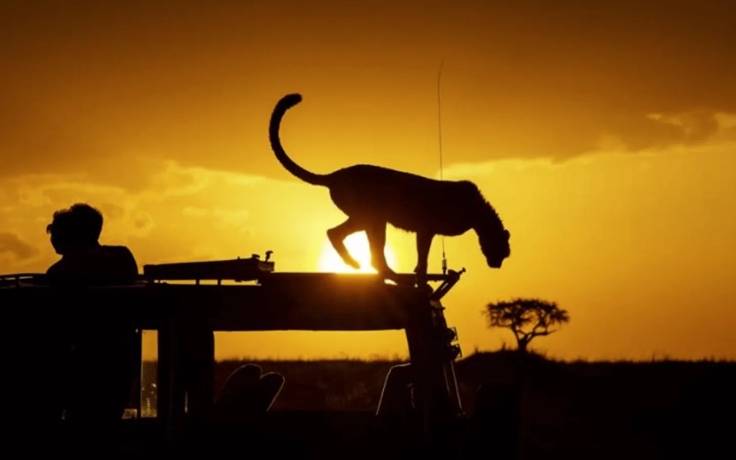 Leopard and a figure silhouetted against an orange sunset