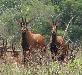 Shimba Hills National Reserve Aether safari collection 11