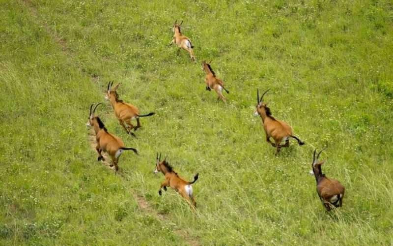 Shimba Hills National Reserve Aether safari collection 13