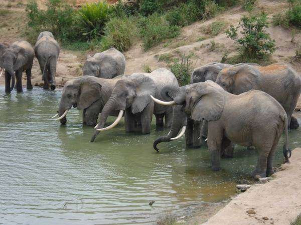 Elephants drinking from a watering hole in Shimba Hills National Reserve