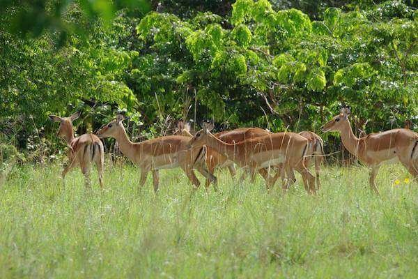 Shimba Hills National Reserve Aether safari collection 6