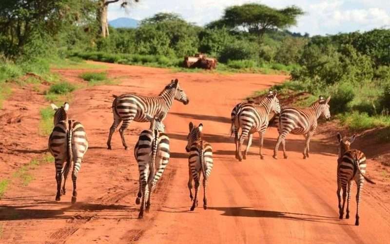 Tsavo East national Park Aether safari collection 5a scaled