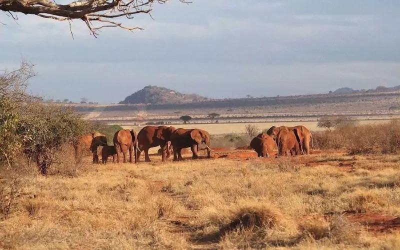 Tsavo East national Park