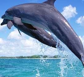Wasini Island Aether safari collection 1