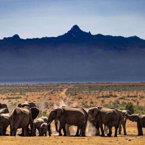 Ol Pejeta Concervancy Kenya 5