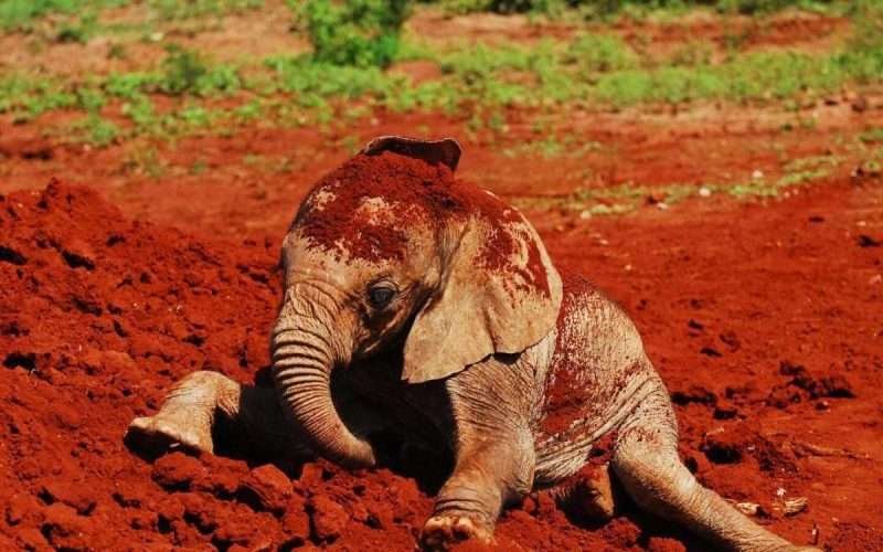 baby elephants 2